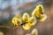 Young fluffy yellow buds on willow twigs.