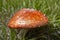 Young fly agaric fruit body