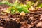 A young fly agaric grows in the leu among fallen leaves and branches