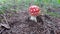 Young fly agaric mushroom under fir trees.
