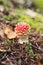 Young fly agaric mushrooms