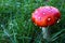 Young Fly Amanita mushroom, also called Fly Agaric, latin name Amanita Muscaria, typically red with white spots or scales