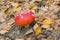 Young flyagaric