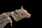 Young flying Fox on black background