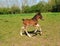 Young foal