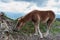 A young foal is eating grass in the mountain