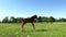 Young foal gallops away in great leaps in a spacious green paddock during spring