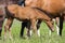 A young foal in the herd stands next to the Mare