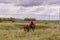 Young foal and mare eating grass on meadow at mountains landscape