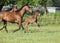 Young foal with mares
