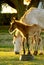 Young Foal with mom