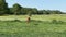 Young foal runs towards me - in a spacious green paddock during spring