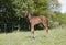 Young foal stands on pasture