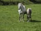 Young foal suckling milk from mother horse in a green grass field on a sunny day. Concept grow, care, relationships