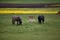 Young foals graze in the meadow with their horses