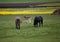 Young foals graze in the meadow with their horses