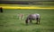 Young foals graze in the meadow with their horses