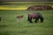 Young foals graze in the meadow with their horses