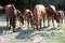 Young foals and mares grazing peaceful together on horse ranch