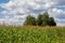 Young fodder corn in an agricultural field