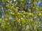 Young foliage of a birch of warty (Betula pendula Roth)