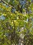 Young foliage of a birch of warty (Betula pendula Roth)