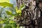 young foliage grows from the rough wrinkled bark of the tree