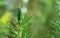 Young forest. Growth up. Green, juicy pine. Fresh sprout. Pine needle leaves close-up.