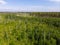 A young forest that has grown after severe forest fires