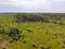 A young forest that has grown after severe forest fires.