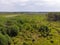 A young forest that has grown after severe forest fires. Aerial photography