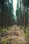 Young forest after logging by harvester in the Czech mountains called Sumava national park.