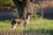 Young four point Whitetailed Deer Buck