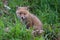 Young fox discovering the world and practicing hunting near Maastricht, Netherlands