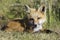 Young Fox laying in Field