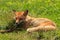 Young fox lies in a clearing on the green grass, squints and basks in the sun