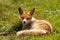 Young fox lies in a clearing on the green grass, squints and basks in the sun