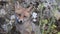 A young Fox sits and looks at the camera Vulpes vulpes, Close up