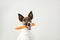 Young fox terrier dog with a carrot in mouth.