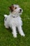 Young fox terrier sits in the meadow