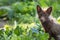 Young Fox Vulpes with brown fur and gold eyes in soft afternoon light