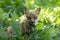 Young Fox Vulpes with red brown fur and gold eyes in soft afternoon light