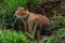 Young fox vulpes vulpes of a few weeks old discovering the world