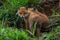 Young fox vulpes vulpes of a few weeks old discovering the world