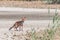Young fox walking in the plain realizes to be observed