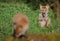 Young fox watching his sibling