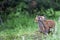 Young foxes in the clearing