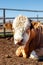 Young free range bull/cattle close up