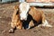 Young free range bull/cattle close up