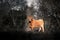 Young free-range bull without horns. Wild animal in Greek landscape. Plum between trees and grass